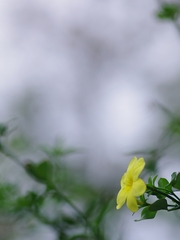 一輪の黄色い花