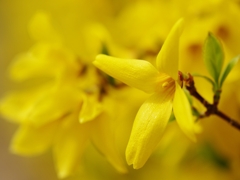 春を告げる花々１２（連翹）