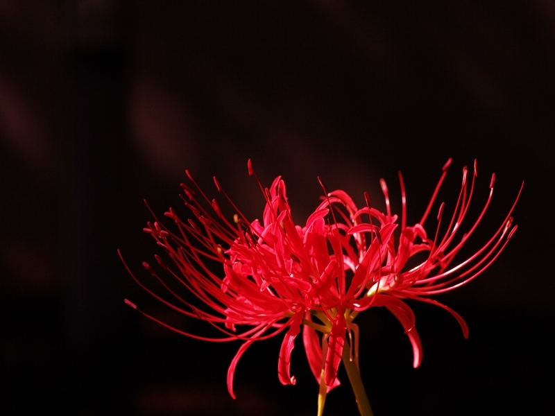 彼岸花（ヒガンバナ）１