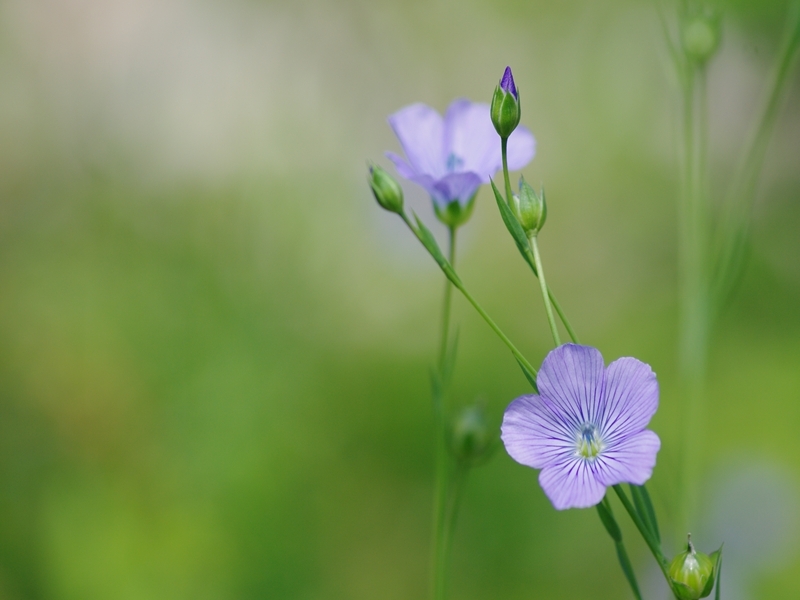 小さな紫の花３