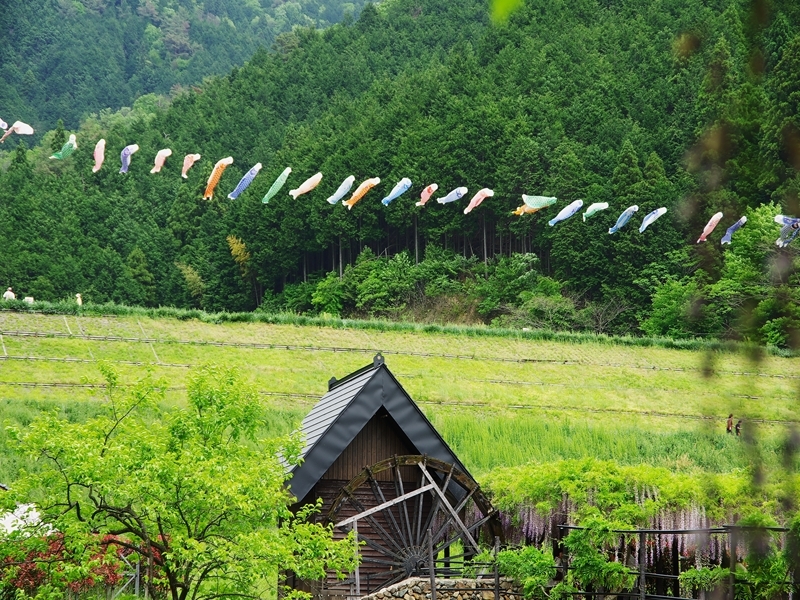 大町藤公園の藤５