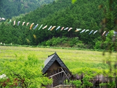 大町藤公園の藤５