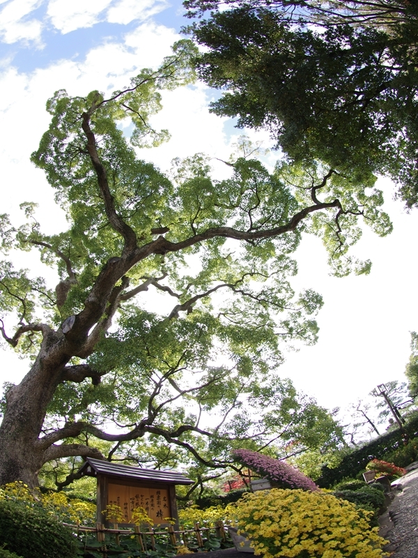 相楽園の大楠（クスノキ）