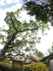 相楽園の大楠（クスノキ）