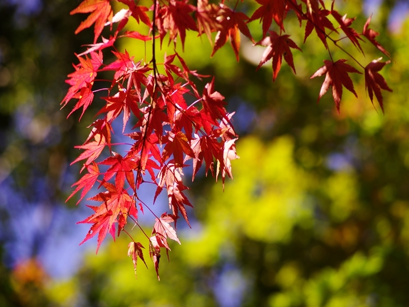 瑞宝寺公園の紅葉３