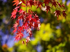 瑞宝寺公園の紅葉３