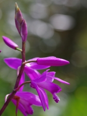 紫蘭（シラン）２