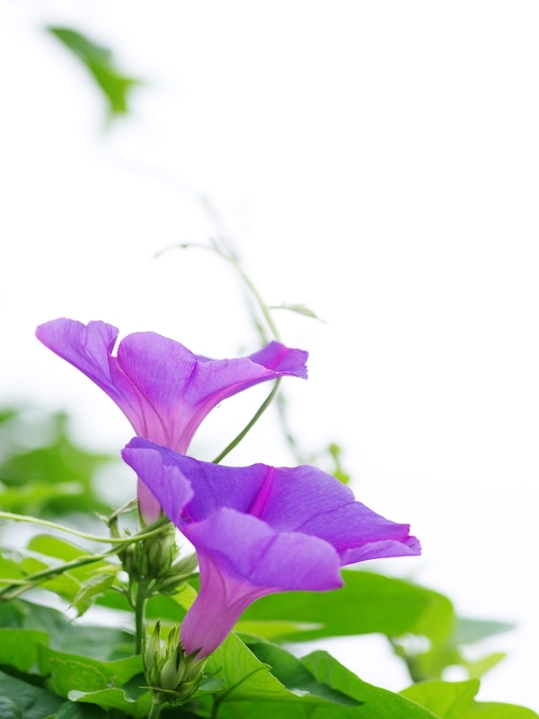 夏の花１３「朝顔（あさがお）」