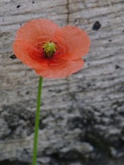 長実雛罌粟（ナガミヒナゲッシ）１２