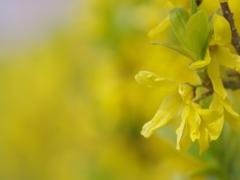 連翹（レンギョウ）２