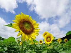 南光ひまわり祭１（東徳久１）
