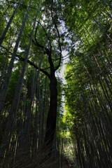 嵯峨嵐山竹の小径