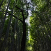 嵯峨嵐山竹の小径