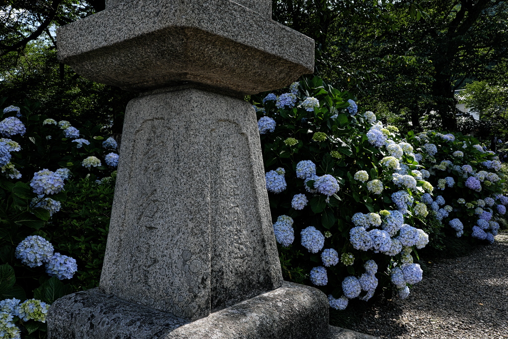 矢田寺の紫陽花（アジサイ）２