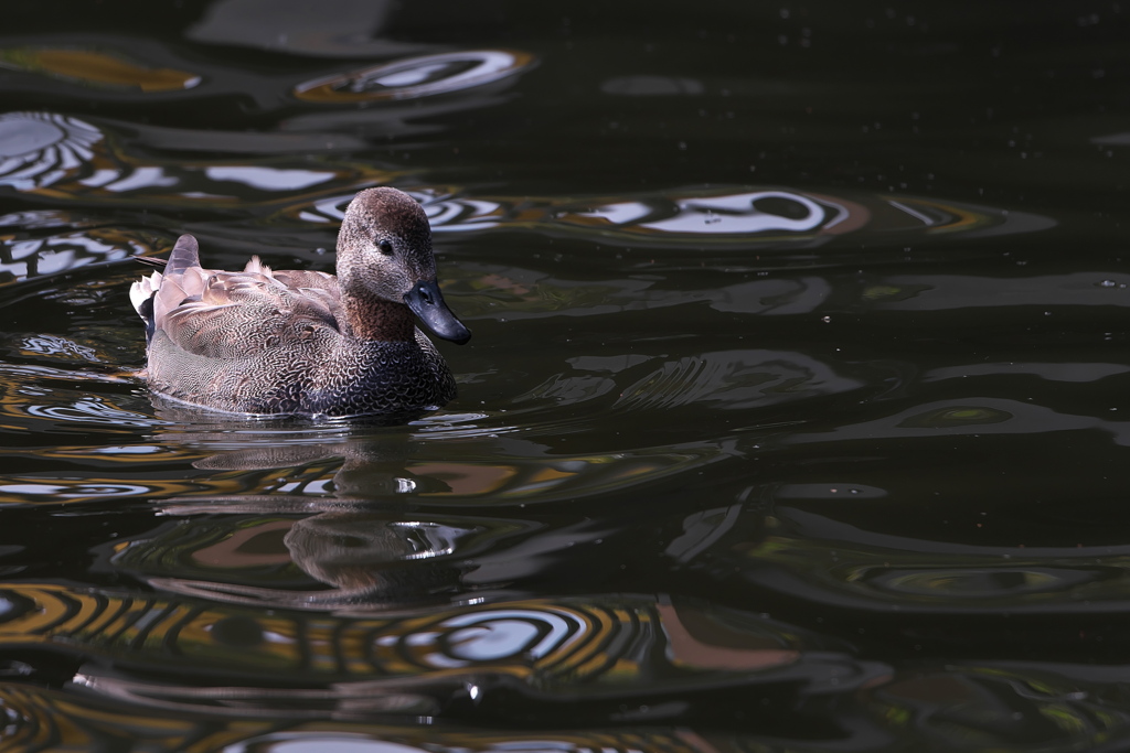 公園の丘葦鴨（オカヨシガモ）