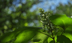 神社の柏葉紫陽花（カシワバアジサイ）２