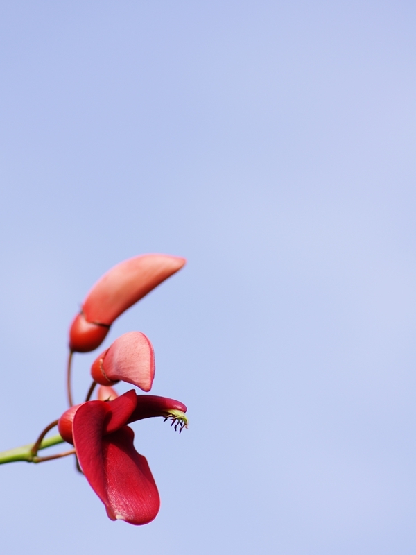 夏の花々１（海紅豆１）