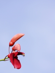 夏の花々１（海紅豆１）