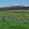 蓮（ハス）の溜池を行く５００系新幹線