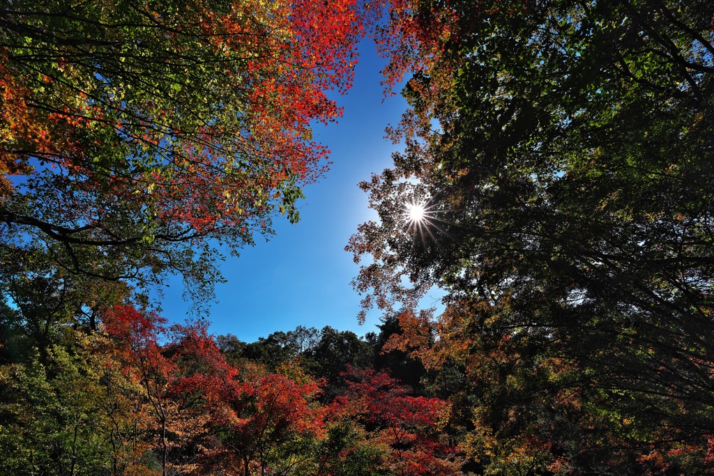 神戸市立森林植物園にて（もみじ谷）