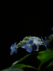 森林植物園２（紫陽花２）