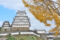 イチョウと白鷺城