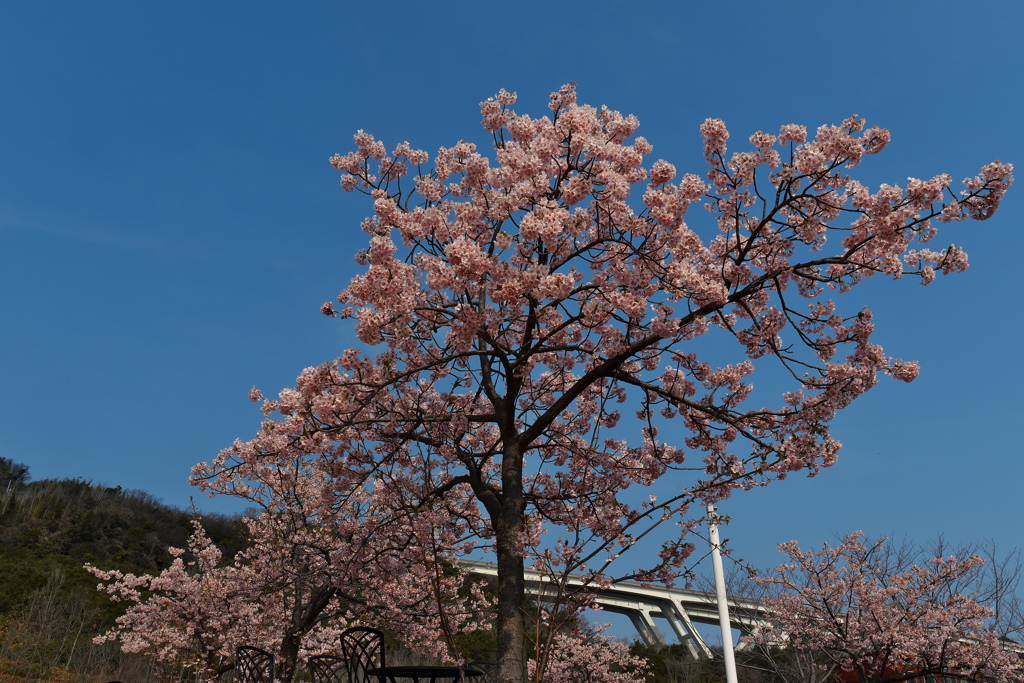 明石海峡公園の河津桜（カワヅザクラ）１