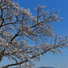 藤原宮跡の菜の花とサクラ２