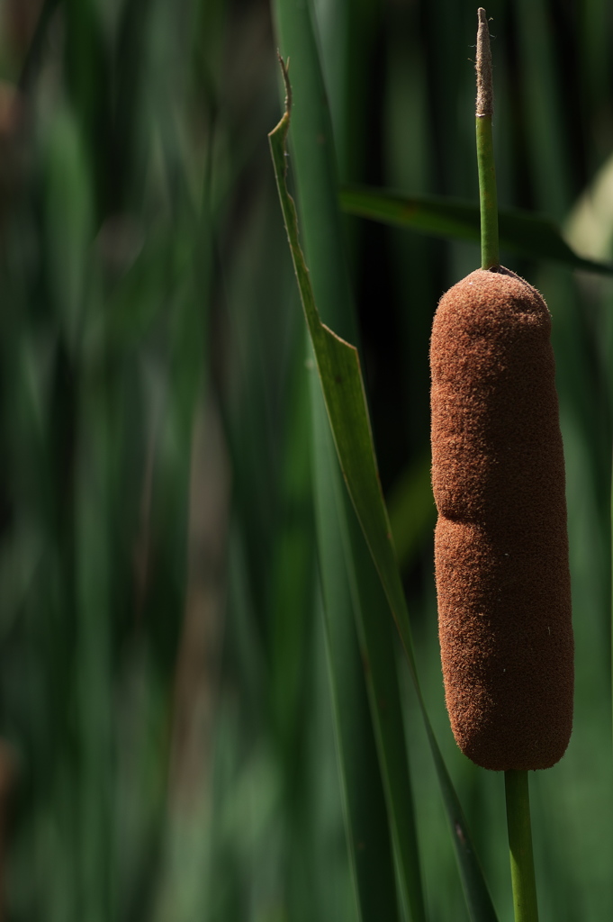 自然公園に咲く蒲（ガマ）の穂