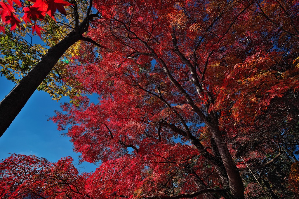 最上山（さいじょうさん）公園もみじ山にて２