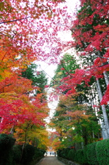 高野山の紅葉１