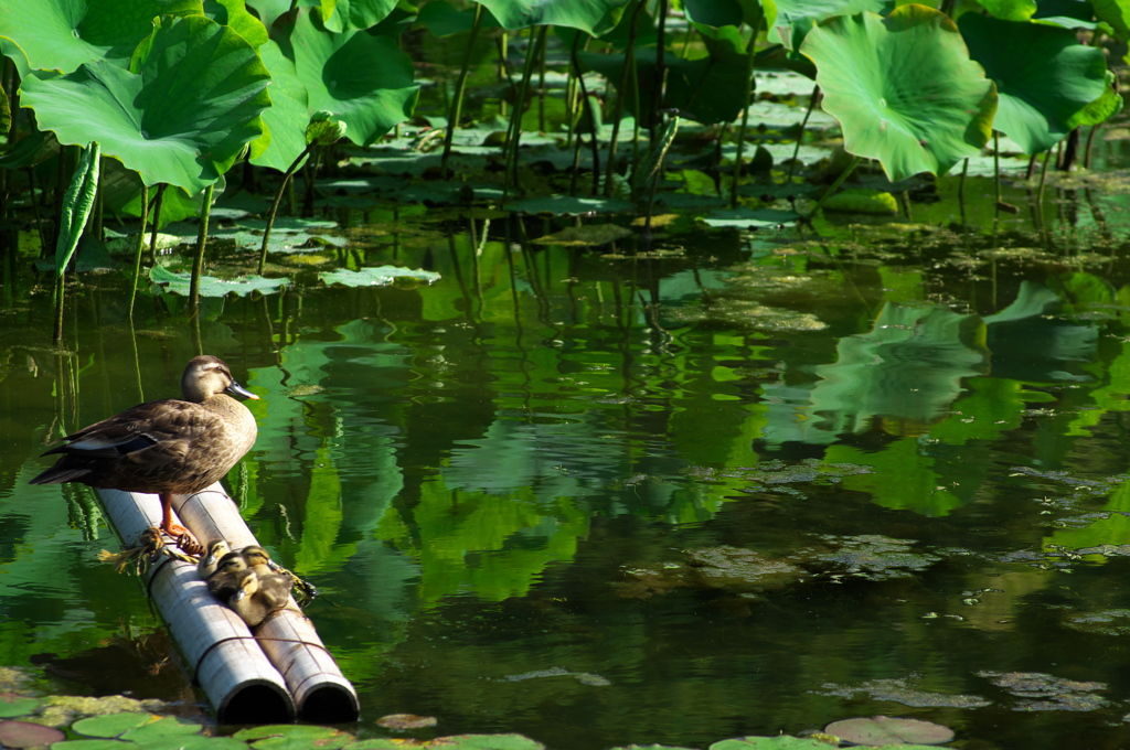夏の万博記念公園２（はす池のカルガモ一家）