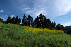 嵯峨越畑の女郎花（オミナエシ）１