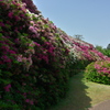三室戸寺のツツジ園２
