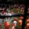 王子動物園のフラミンゴ１