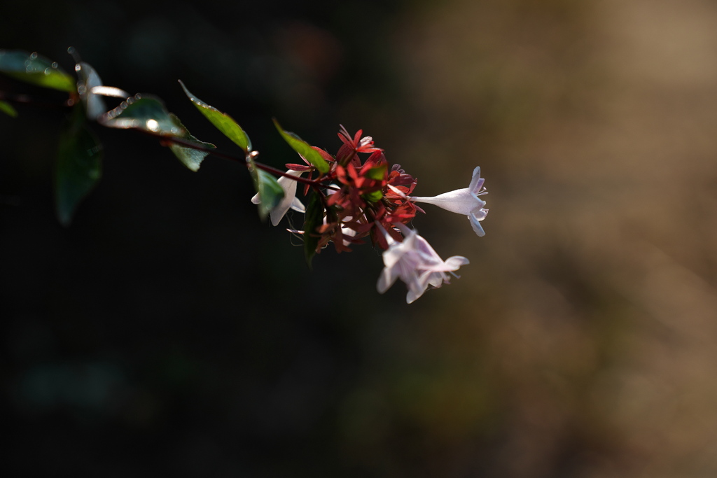 公園に咲くアベリア１
