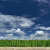 夏空と田圃と３