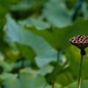 溜池の蓮（ハス）の花托１