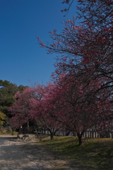 御厨神社の紅梅１