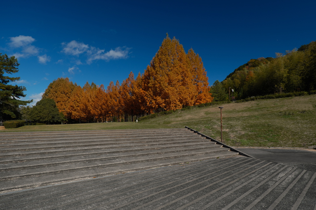 日本へそ公園のメタセコイア並木６