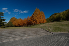 日本へそ公園のメタセコイア並木６