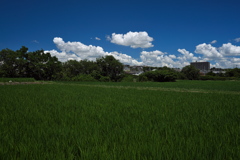 夏雲と田圃１