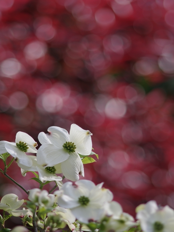 春爛漫２（花水木 白）
