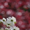 春爛漫２（花水木 白）
