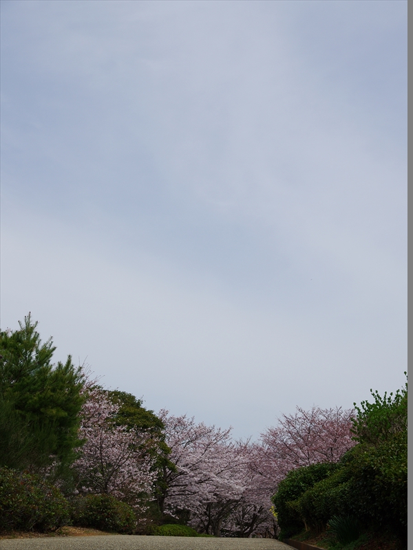金ヶ崎公園の桜３