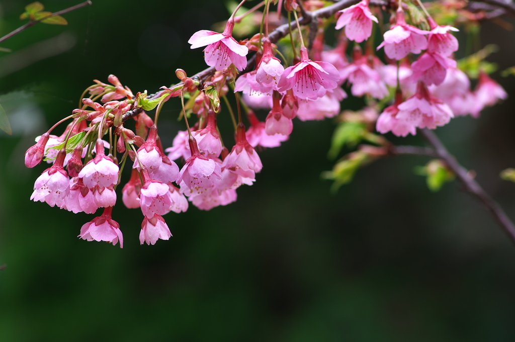 今年はじめての桜