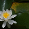 滝谷花しょうぶ園にて２（スイレン）