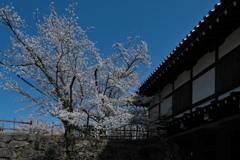 郡山城跡のサクラ２