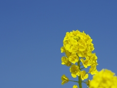 春よ来い！（菜の花）