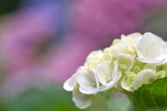 三室戸寺の紫陽花１